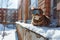 cat in ski goggles sitting on a snowy ledge