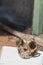 Cat Skull