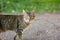 Cat with slanting eyes, a black-brown striped cat walks through green grass along the road, looks at the camera