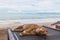 A cat sleep resting on a sun lounger on the beach