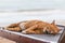 A cat sleep resting on a sun lounger on the beach