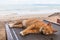 A cat sleep resting on a sun lounger on the beach