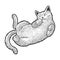 Cat sleeping on back sketch vector illustration