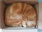 Cat sleeping in cardboard box