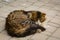 Cat sleeping on a courtyard in Medina El Jadida, Morocco