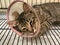 Cat sleeping with an Elizabethan collar inside the cage.