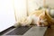 Cat sleeping over a blank screen laptop on wooden desk