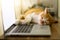 Cat sleeping over a blank screen laptop on wooden desk