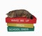 Cat sleeping on pile of books