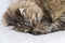 Cat sleeping on a pillow, brown siberian breed