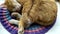 The cat is sleeping on the rug close-up. Ginger cute kitten is sleeping  covering his nose with his paw. The cat covers its muzzle