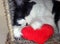Cat Sleeping with a Soft Valentine Hearth
