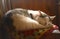 Cat sleeping in vintage country interior retro photo