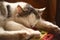 Cat sleeping in vintage country interior retro photo