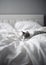 Cat Sleeping on White Bed Sheets. Generative AI