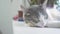 The cat is sleeping on the window sill. slow lifestyle motion video. funny video cat. the cat is sleeping cute pet