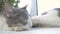 The cat is sleeping on the window sill. slow motion video. funny video cat. the cat is sleeping cute pet lifestyle