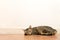 Cat sleeping on wooden floor with white blank space wall. adorable cat rest close eyes at Home.