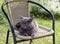 Cat sleeps on a chair in the garden