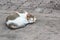 A cat sleeps on the concrete floor.