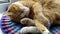 The cat sleeps on a knitted rug close-up. Ginger cute kitten is sleeping  covering his nose with his paw. The cat covers its