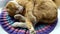 The cat sleeps on a knitted rug and stretches. Ginger cute kitten is sleeping  covering his nose with his paw. The cat covers its