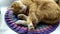 The cat sleeps on a knitted rug on the windowsill. Ginger cute kitten is sleeping  covering his nose with his paw. The cat covers