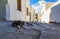cat sleeps in the middle of the footpath of the tourist town of Lindos, Rhodes, Greece. Hot heat, sun with clouds , depth of field
