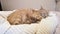 The cat sleeps on the sofa in crochet rug. Autumn mood warm cozy white robe cat lies resting on bed. Pet red fur white