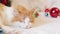 Cat sleeps sweetly on the sofa among the Christmas decor. Close-up of a sleeping cat\\\'s face