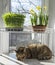 the cat sleeps on the window with blooming daffodils and pea microgreens