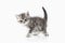 Cat. Small silver british kitten on white background