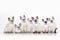 Cat. Small thai kittens on white background