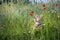 Cat smelling poppies flowers in a wheat field