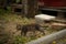 a cat sneaks through the foliage in a flowerbed, a small fluffy tabby kitten studies