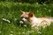 Cat sniffing the flower