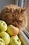 Cat sniffs apple