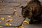A cat sniffs autumn leaves on a stone walkway strewn with autumn yellow leaves for a walk in Autumn Park. Home pet. Cat