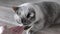 Cat sniffs fingers of white female hand. Gray Scottish straight breed. Close-up, shooting on floor, linoleum with wooden pattern.