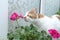 A cat sniffs flowers. Houseplant in a pot on the window. Flowering indoor plants