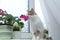 A cat sniffs flowers. Houseplant in a pot on the window. Flowering indoor plants