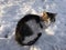 Cat in the snow