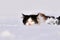 Cat in the snow. Funny unhappy cat in winter goes in the deep snow. Animal winks yellow eye, pink nose