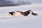 Cat in the snow. Funny unhappy cat in winter running in the deep snow