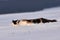 Cat in the snow. Funny unhappy cat in winter running in the deep snow