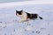 Cat in the snow. Funny unhappy cat in winter running in the deep snow