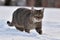 Cat in the snow. Gray cat in winter goes in the deep snow