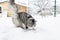 Cat and the snow. Gray cat in winter walks on a snow