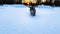 Cat in the snow. Gray striped cat walks in snow in winter in snowdrift. Sunset in background