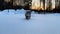 Cat in the snow. Grey striped cat walks in snow in winter in snowdrift. Sunset in background